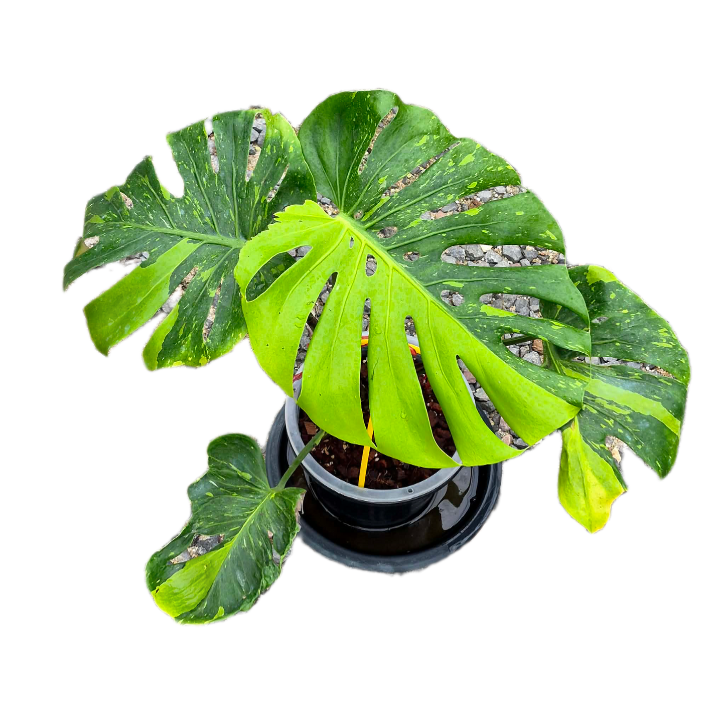 Monstera deliciosa “Thong Kee Ma”