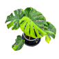Monstera deliciosa “Thong Kee Ma”