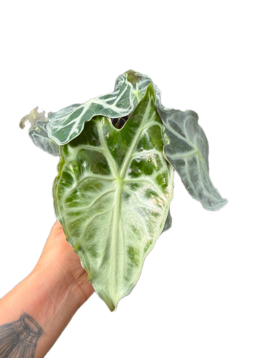 Alocasia venom ( set 5 pcs)