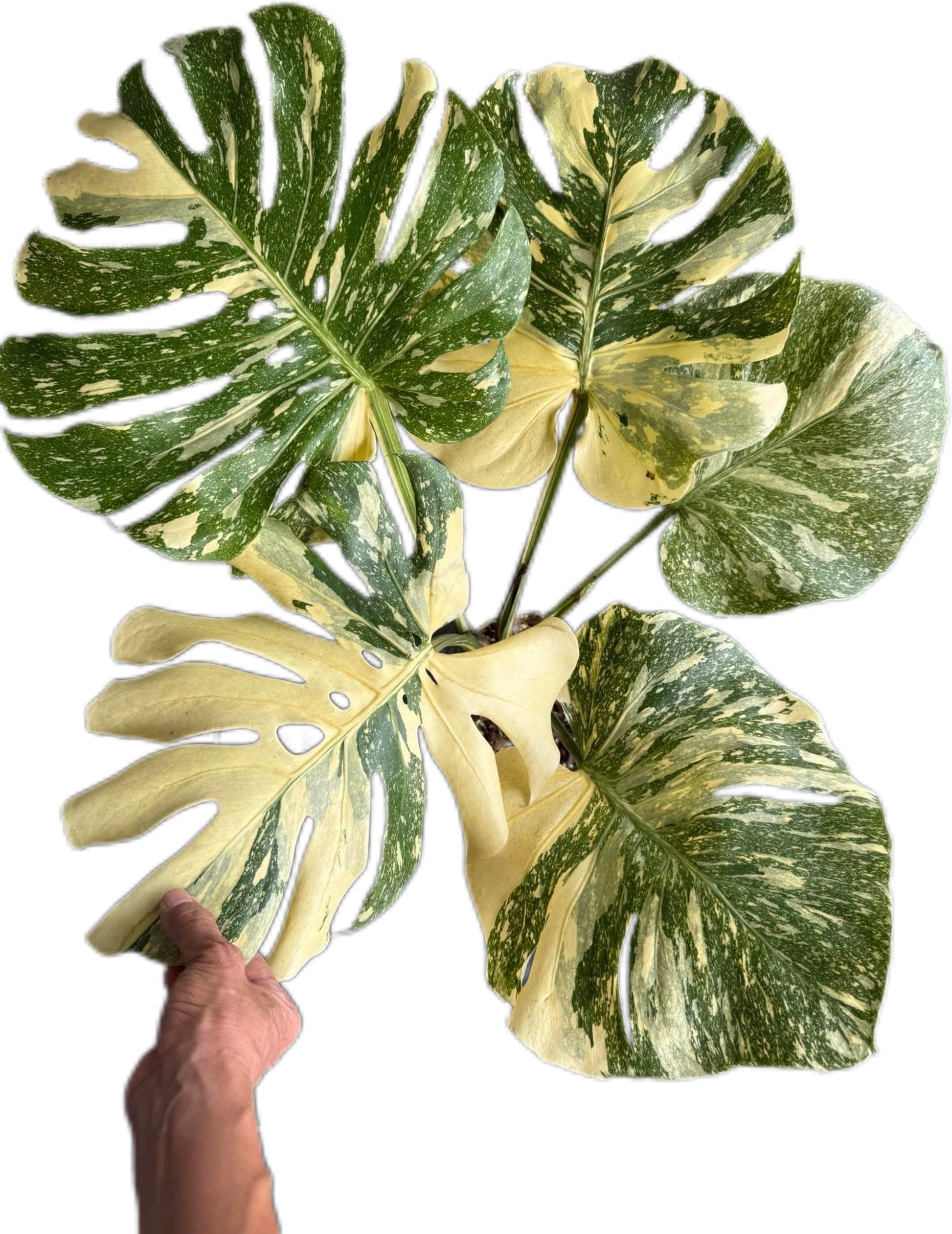 creme brulee monstera Monstera crème brûlée Variegated (top cut 5 leaves rooted)