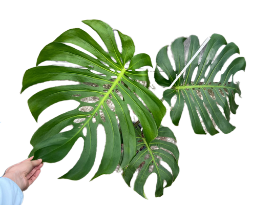 Monstera deliciosa NoID – Exact Plant Available