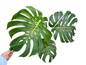 Monstera deliciosa NoID – Exact Plant Available