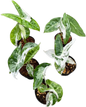 Alocasia Longiloba Albo Variegated - Set of 5 Plants