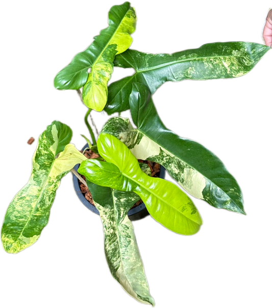 Philodendron Florida Beauty x Paraiso Verde Variegated Set of 3 Plants