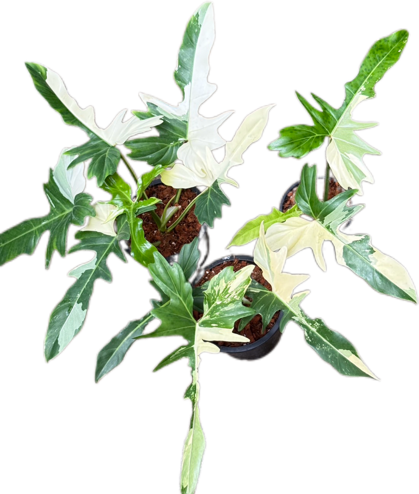 Philodendron golden dragon variegated(set of 3 plants)