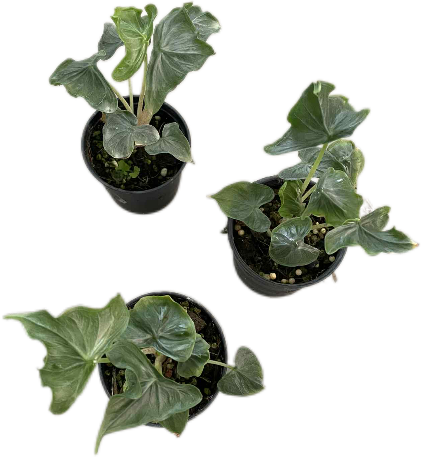 Alocasia “Holy Grail” – Set of 3 Plants