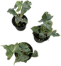 Alocasia “Holy Grail” – Set of 3 Plants