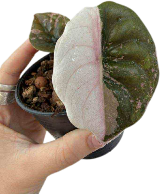 Alocasia red cuprea pink variegated (from corm 1 plant)