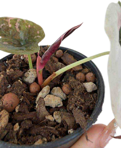 Alocasia red cuprea pink variegated (from corm 1 plant)