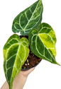 Anthurium Crystallinum Variegated(1 plant)