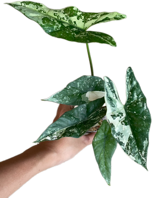 Alocasia Simpo Albo Variegated