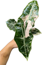 Alocasia Pseudo Sanderiana Albo-Pink Variegated