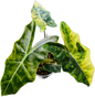 Alocasia Pseudo Aurea Variegated