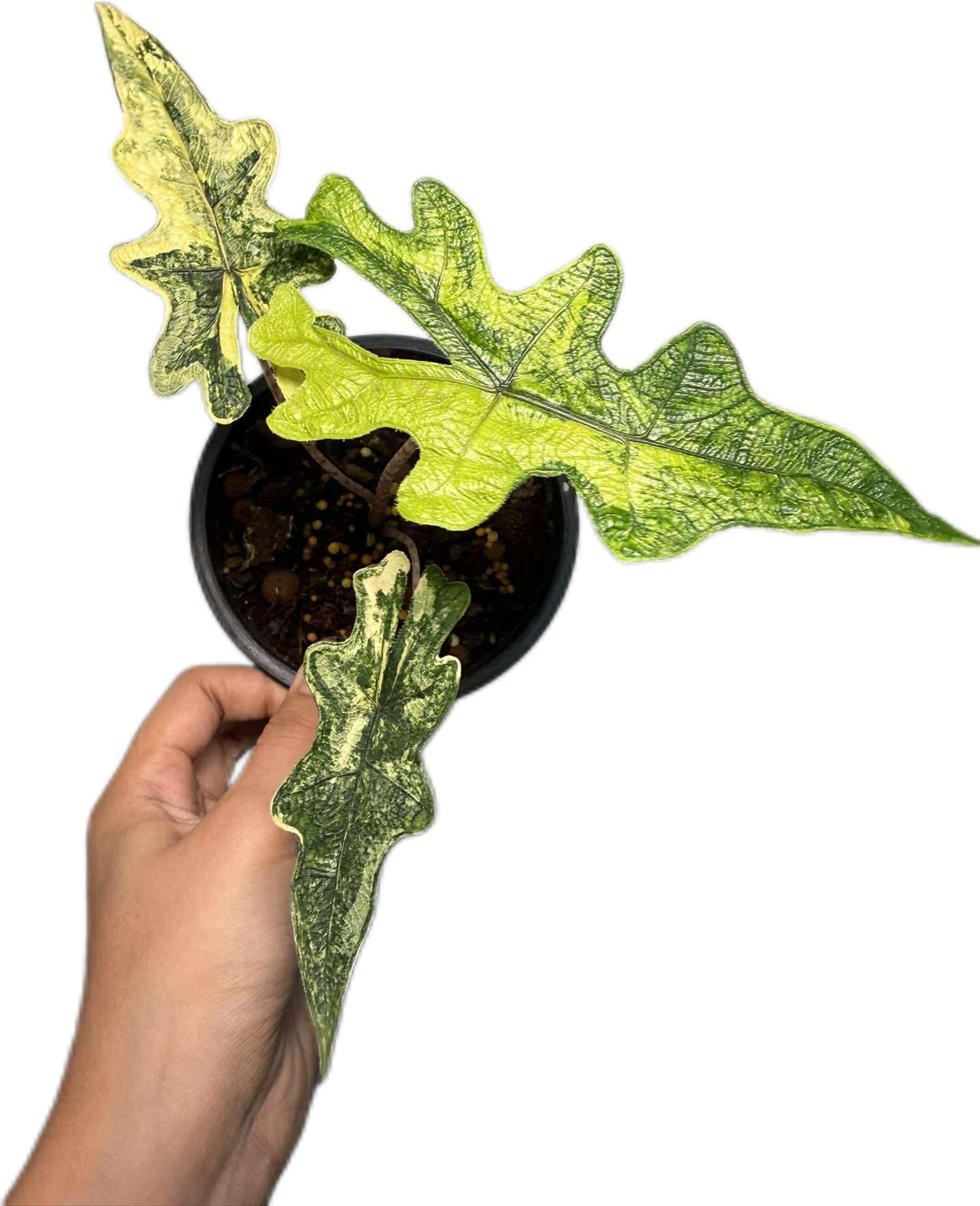 Alocasia Jacklyn 'Aurea Variegated – BanrakTonmai Garden Thailand