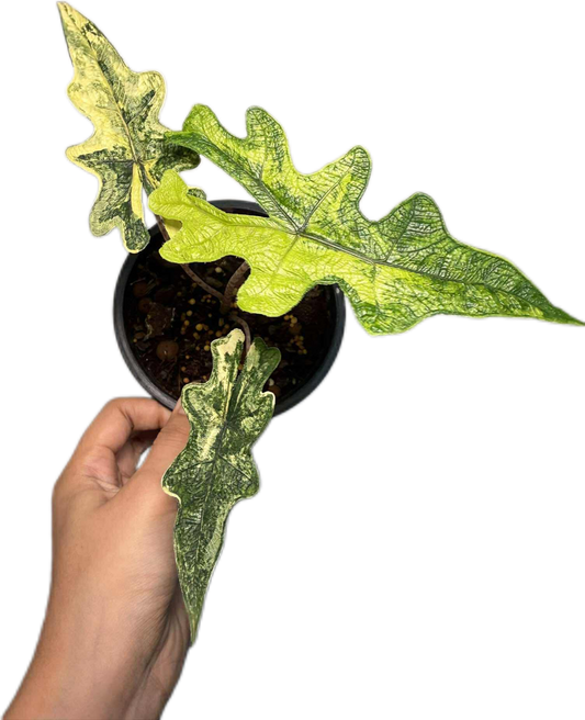 Alocasia Jacklyn 'Aurea Variegated
