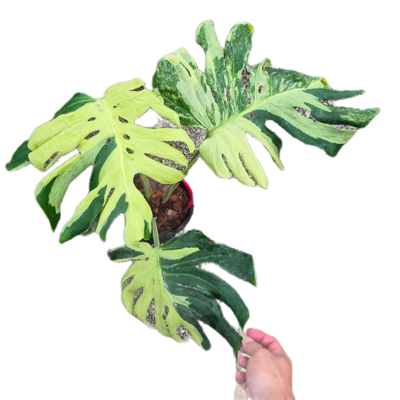 Monstera deliciosa “Ocean Lava”