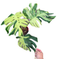 Monstera deliciosa “Ocean Lava”