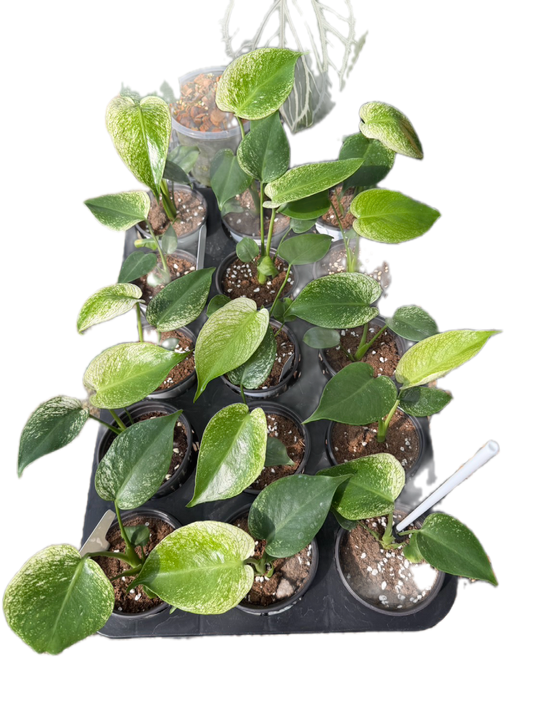 Monstera deliciosa “Devil Monstera” Variegated - set 3 pcs(pot 4 inch) from tissue culture
