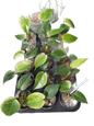 Monstera deliciosa “Devil Monstera” Variegated - set 3 pcs(pot 4 inch) from tissue culture