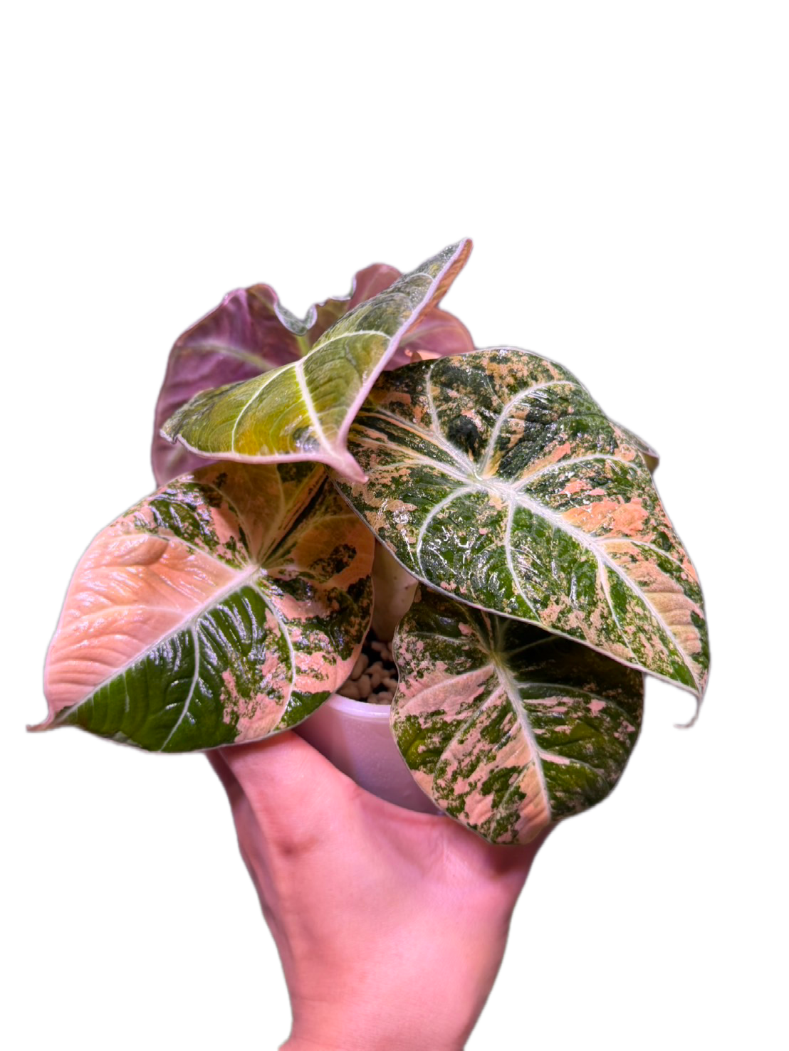 Alocasia black velvet gold Variegated - 1 plant