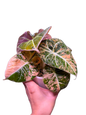 Alocasia black velvet gold Variegated - 1 plant
