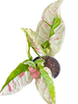 Syngonium milk confetti lava variegated (1 plant)