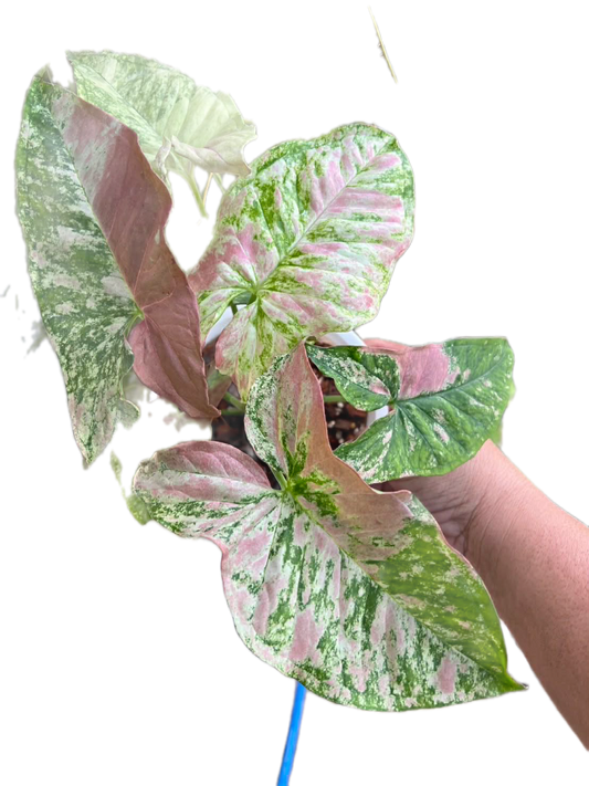 Syngonium Strawberry princess variegated (1 plant)