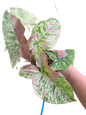 Syngonium Strawberry princess variegated (1 plant)