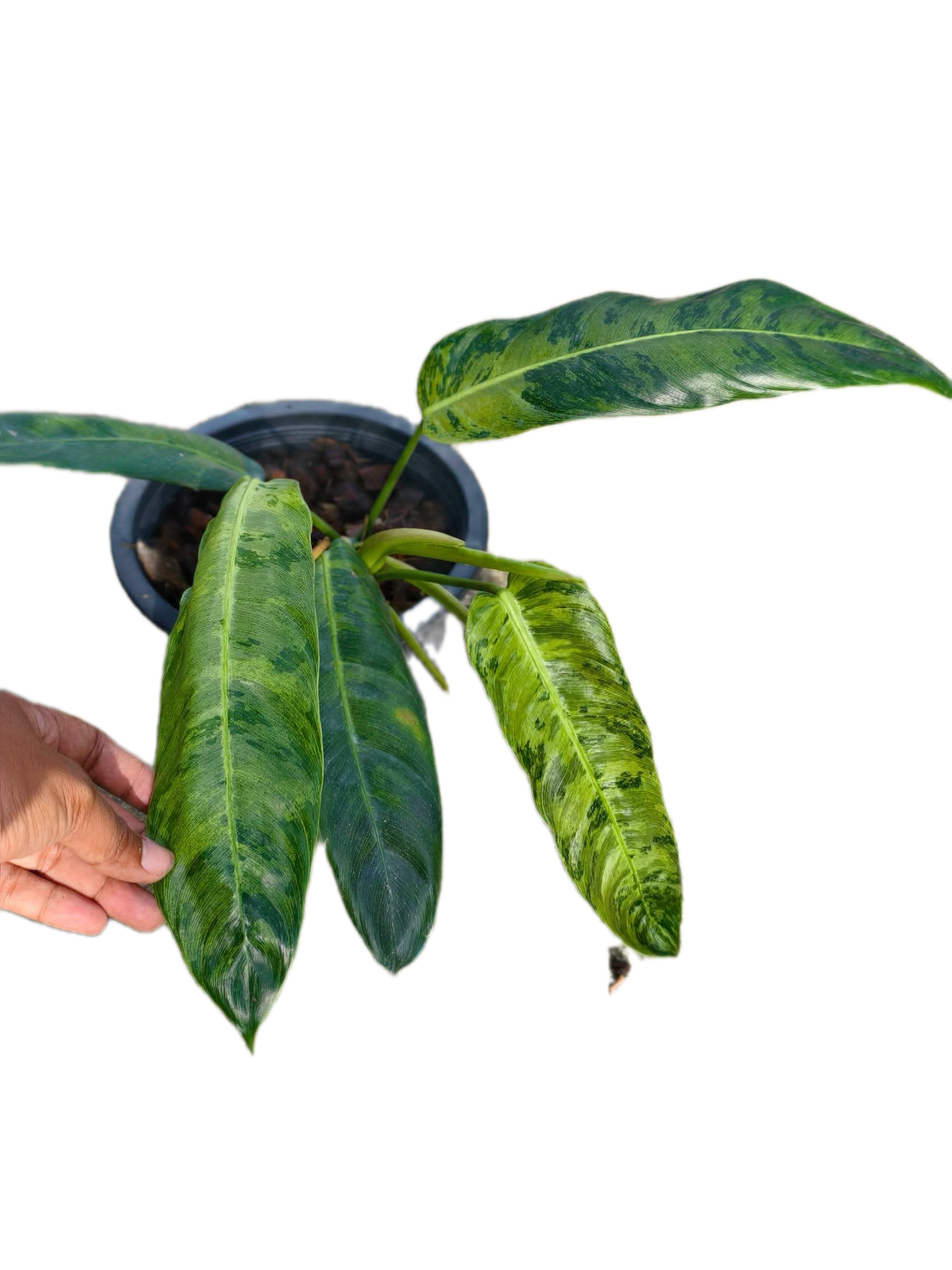 Philodendron paticia Variegated(1 plant)