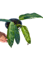 Philodendron paticia Variegated(1 plant)