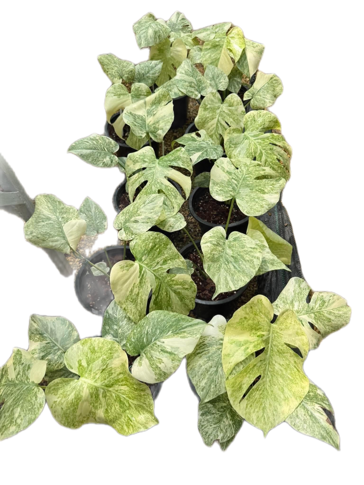 Monstera legacy variegated TC Seedlings (8-Inch Pot) set 5 pcs