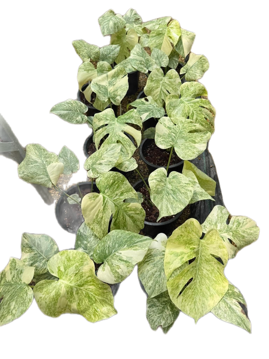 Monstera legacy variegated TC Seedlings (8-Inch Pot) set 5 pcs