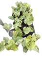 Monstera legacy variegated TC Seedlings (8-Inch Pot) set 5 pcs